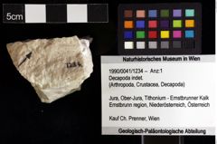 Foto (Objket + Etiketten) von Decapoda indet. 